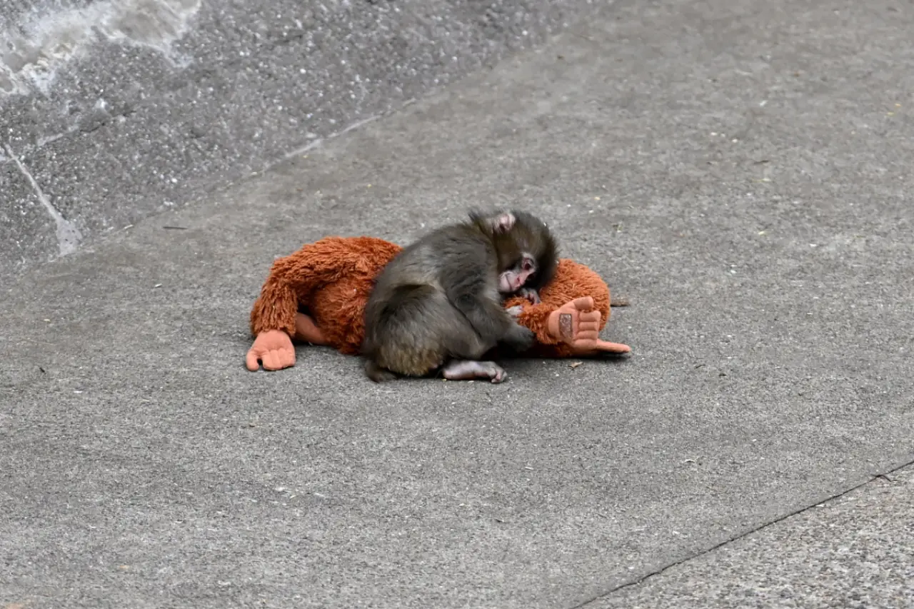 Bir Oyuncaktan Fazlası: Punch’ın Hikayesi IKEA’nın Koleksiyonuyla Buluştu